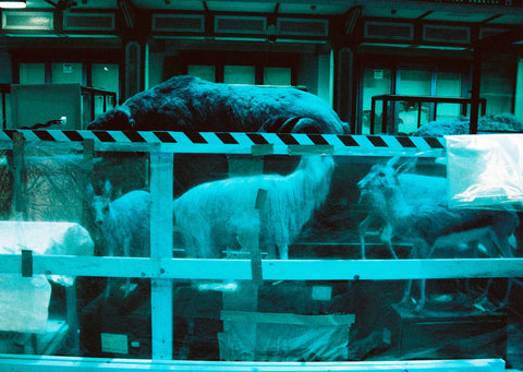 Dead Zoo in Blue, Ishmael Claxton