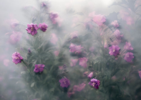 The Garden Series, Kevin Griffin