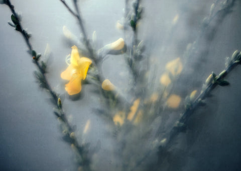 The Garden Series, Kevin Griffin