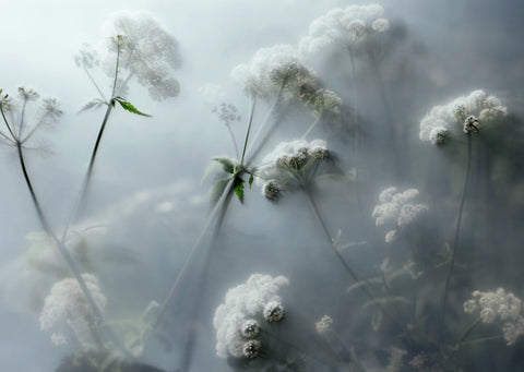 The Garden Series, Kevin Griffin