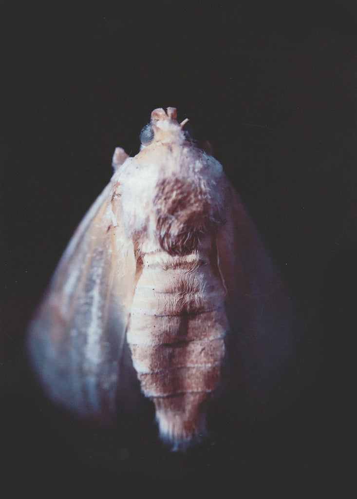 Leslie Allen Spillane, Moth