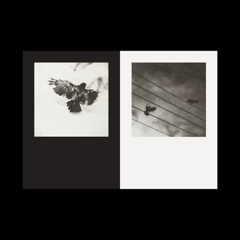 The Feather Assembly, Matthew Gammon