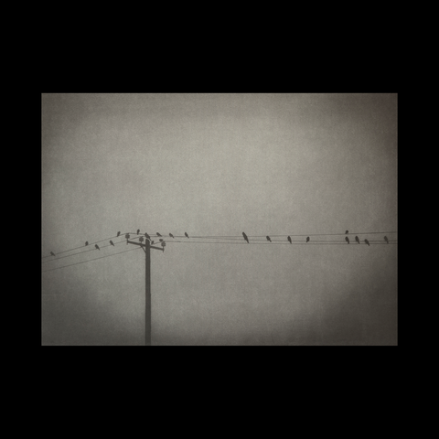 The Feather Assembly, Matthew Gammon