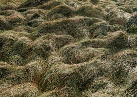 Bull Island, Myles Shelly