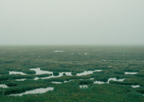 Bull Island, Myles Shelly