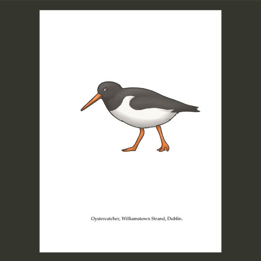 Oystercatcher Greeting Card, Joe Hollingsworth & OystercatcherTF