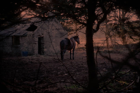 Patrick O'Byrne, Wild Horse at Summer’s End
