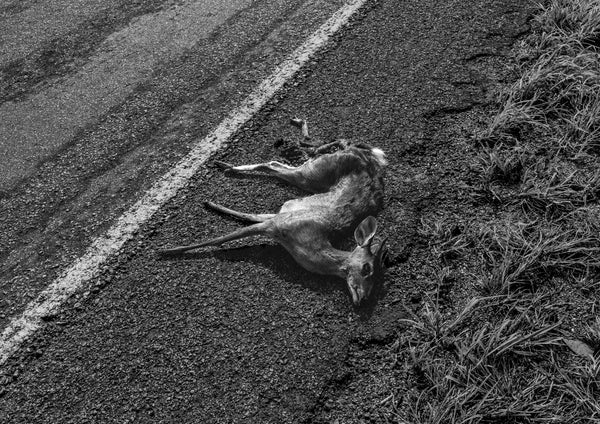 Fauna Brasileira, Rodrigo Capote