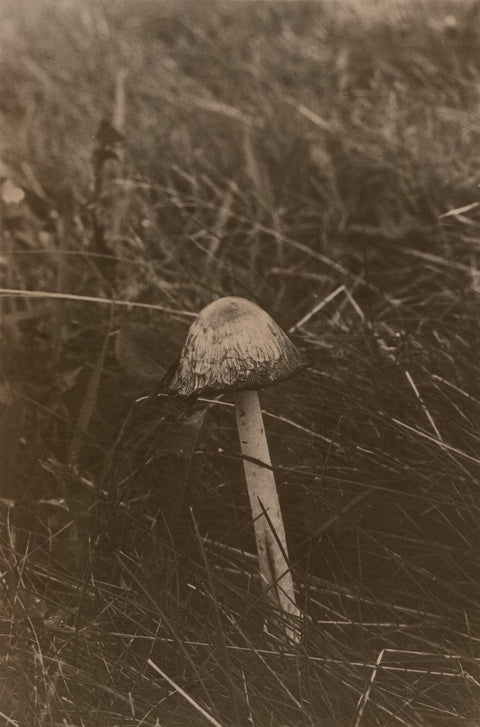 Savannah Dodd, Inkcap