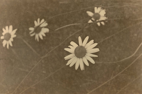 Savannah Dodd, Oxeye Daisies