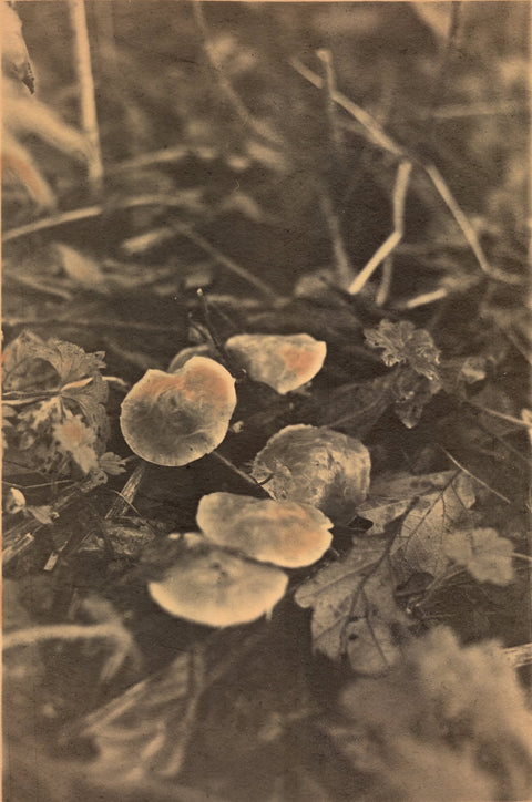 Savannah Dodd, Waxcaps