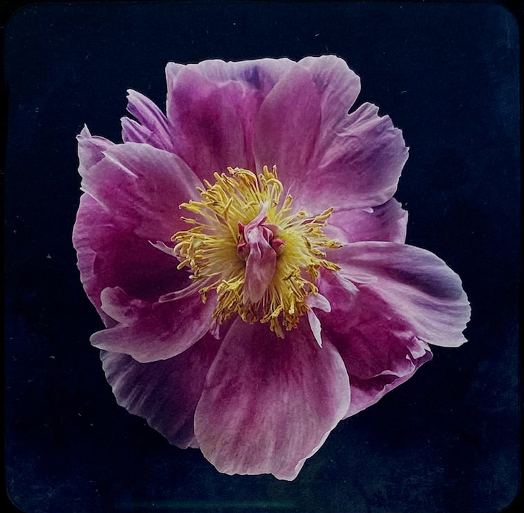 Sean Hanrahan, Peony