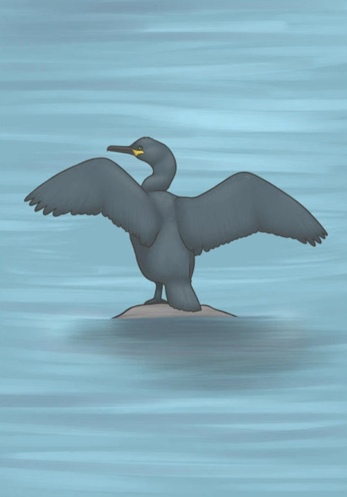 Shag A4 Print, Joe Hollingsworth & OystercatcherTF