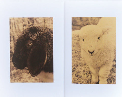 Some Sheep, Judith Erwes