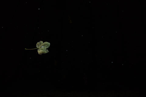 Sinéad Curran, Leaf