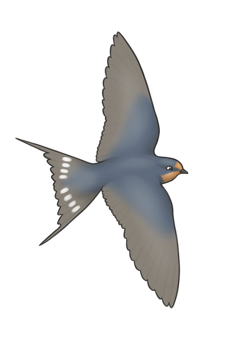 Swallow A4 Print, Joe Hollingsworth & OystercatcherTF