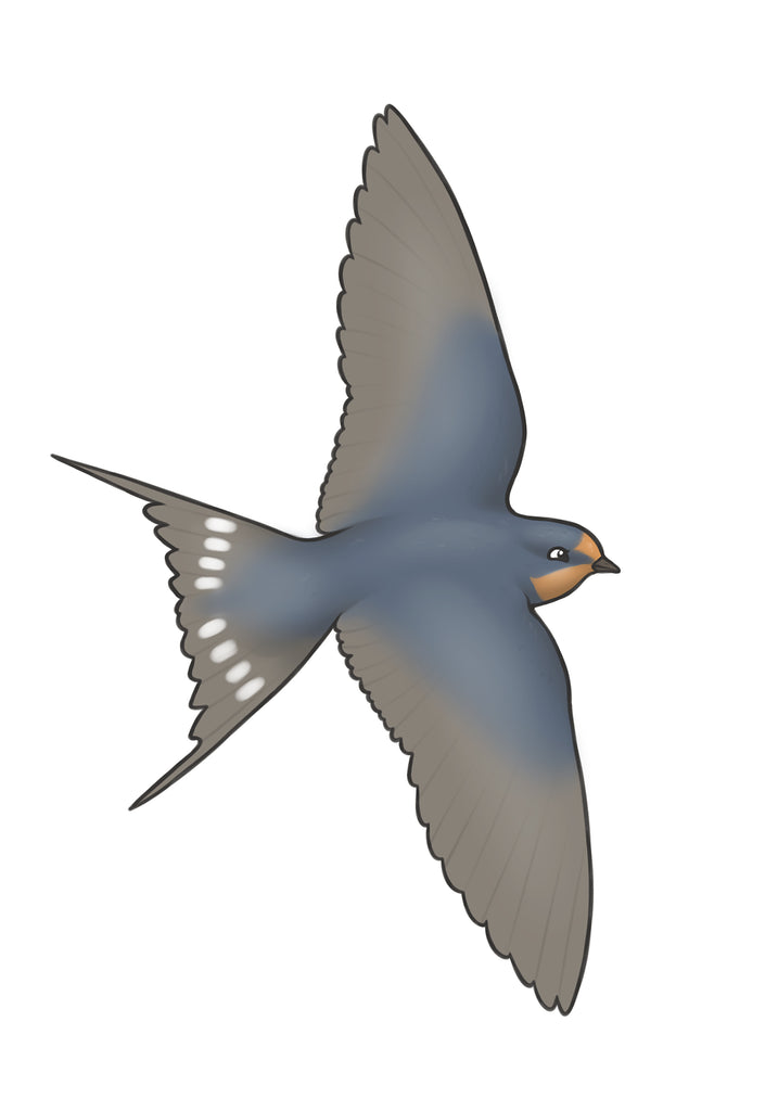 Swallow A4 Print, Joe Hollingsworth & OystercatcherTF