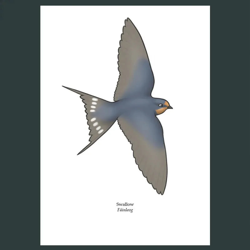 Swallow Greeting Card Joe Hollingsworth & OystercatcherTF
