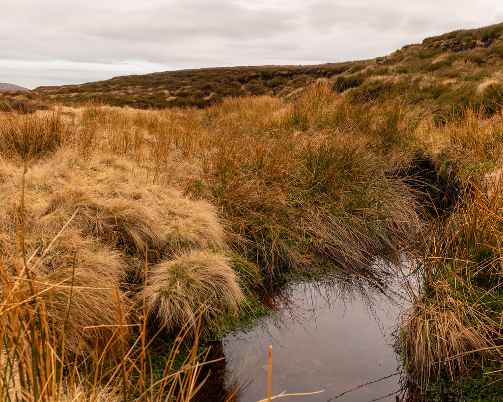 Gerry Savage, The Source