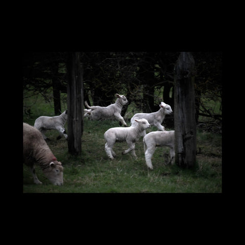 Spectral Pastoral, Tony McAteer