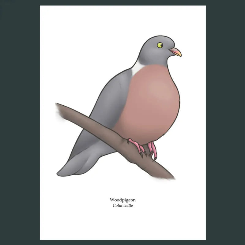 Woodpigeon Greeting Card Joe Hollingsworth & OystercatcherTF