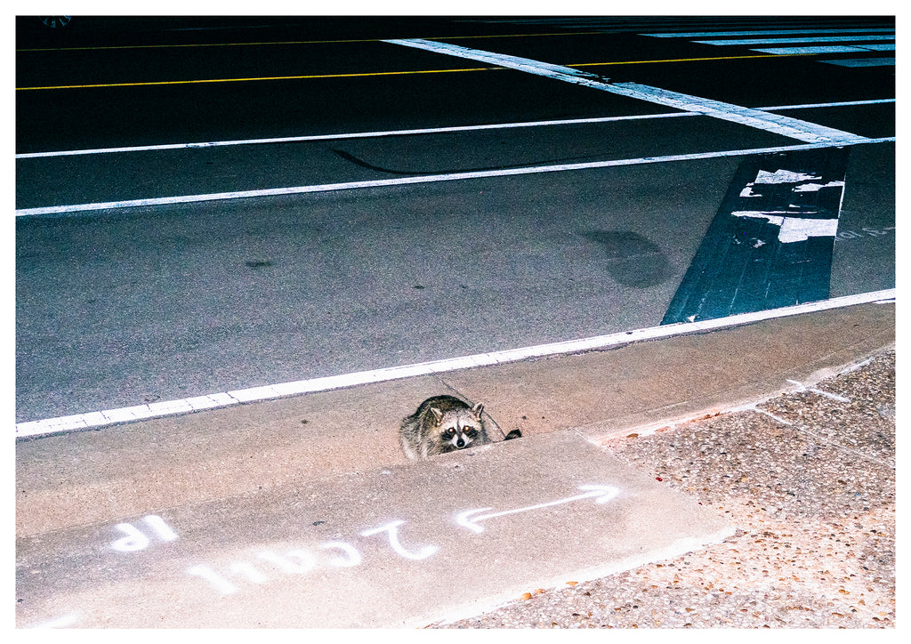 Billy Woods, You're Not From Round Here