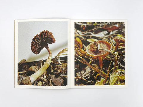 Fruiting Bodies, Ying Ang