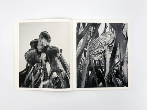 Fruiting Bodies, Ying Ang