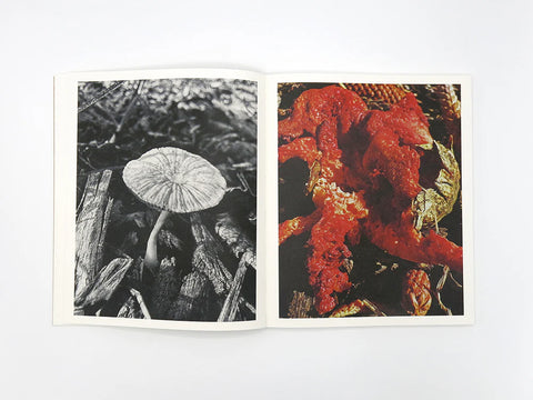 Fruiting Bodies, Ying Ang