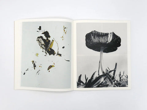 Fruiting Bodies, Ying Ang