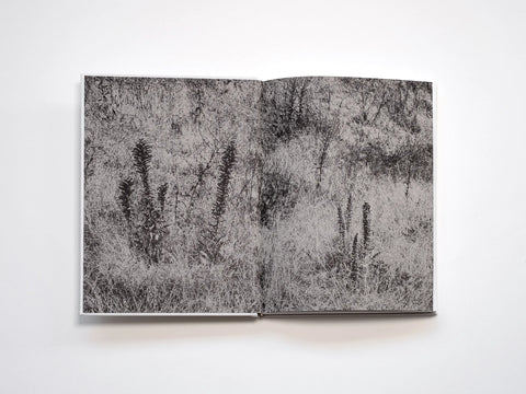 Goodbye Meadow, Filippo Zambon