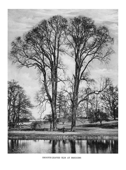 Trees of Great Britain and Ireland, Henry John Elwes and Dr Augustine Henry