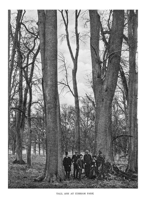 Trees of Great Britain and Ireland, Henry John Elwes and Dr Augustine Henry