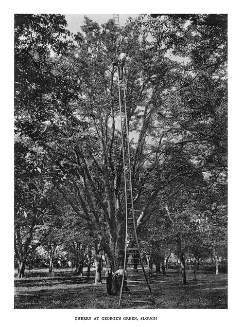 Trees of Great Britain and Ireland, Henry John Elwes and Dr Augustine Henry