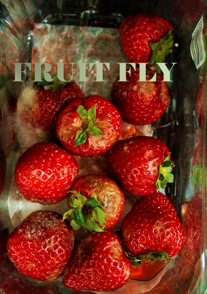 Fruit Fly, Roksana Parvanova