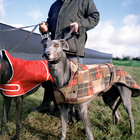Hugh Quigley, A young greyhound sees his first hare - Clonmel, Co. Tipperary