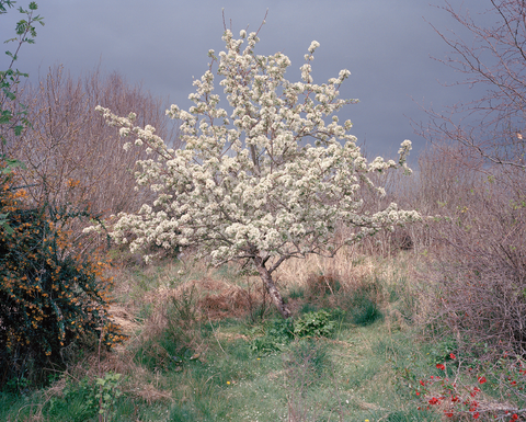 Robert Ellis, Lorna's Garden from New Line